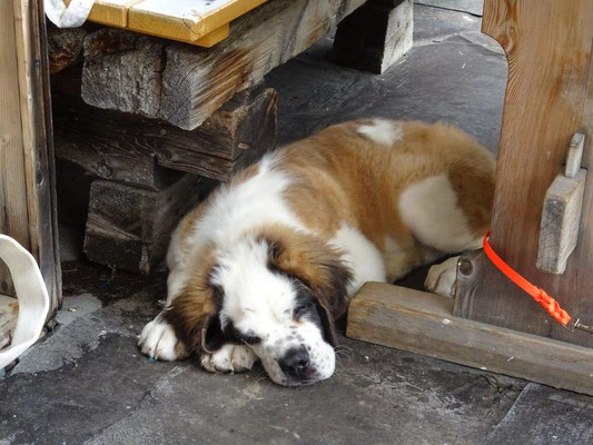Der Hüttenhund Mylo 