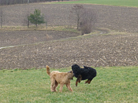 Und nochmal ausgelassenes Toben...