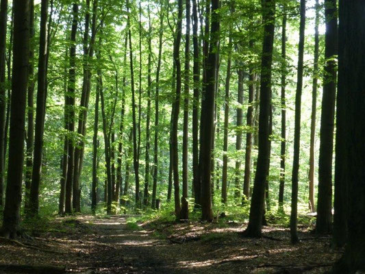 Auf dem Großen Winterberg trifft man einen der größten Buchenwaldbestände Sachsens an 