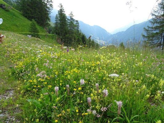 Blühende Bergwiesen im Aufstieg zur Sajathütte