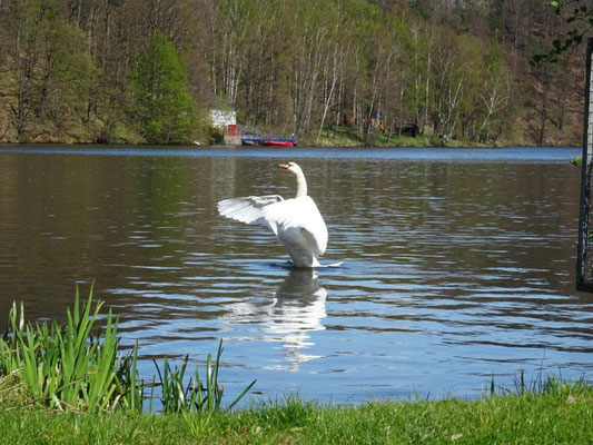 Auch der Schwan genießt die Frühlingssonne