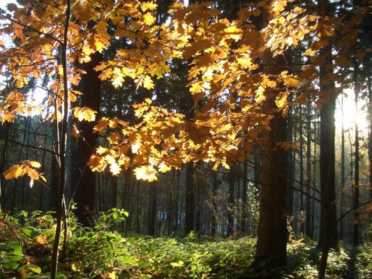 Herbst im Bielatal