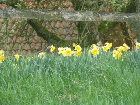 Frühling in Wehlen