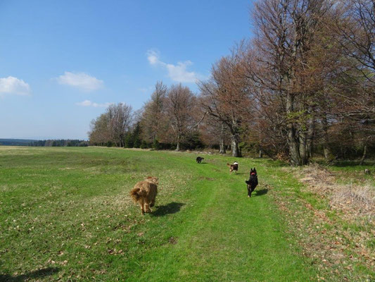 Die weiten Hochflächen des tschechisch-deutschen Grenzgebietes bieten viel Platz zum Rennen und Toben