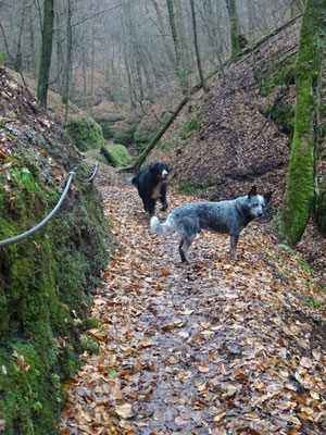 In der Landgrafenschlucht