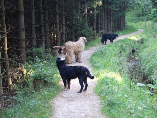 Wanderweg entlang des Grünen Grabens