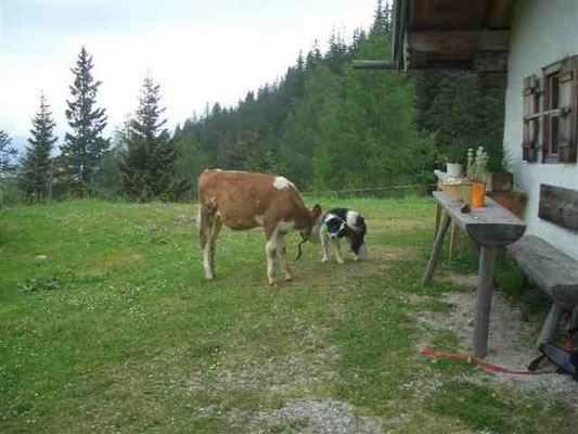 Und wieder auf der Alm