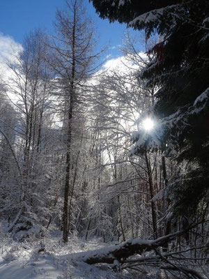 Im tief verschneiten Winderwald