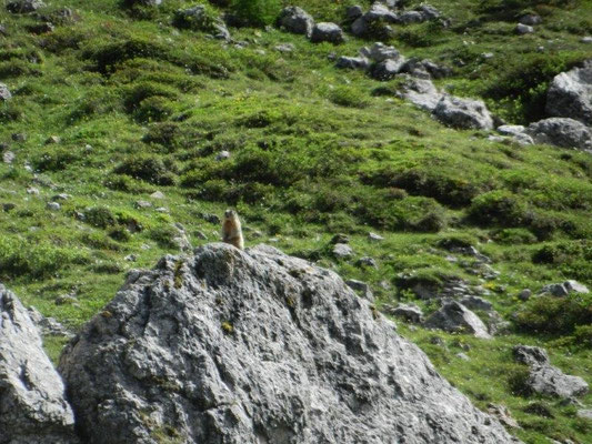 Die Murmeltiere beäugten uns interessiert...