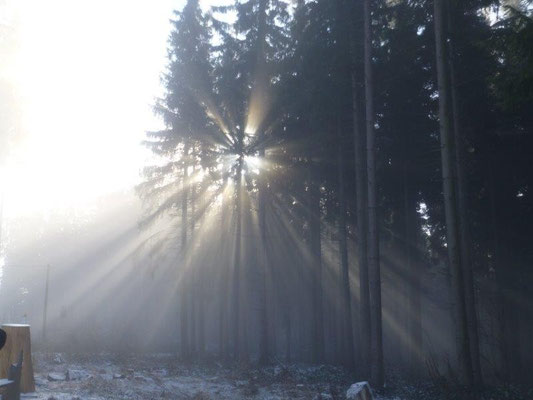 Immer wieder malten Nebel und Sonne wunderbare Bilder in den Wald