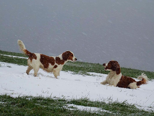 Unsere beiden "Springer" Lilly und Keks