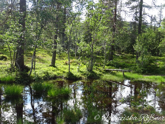 Abend im Moor