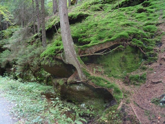 Üppiges Grün im Großen Zschand