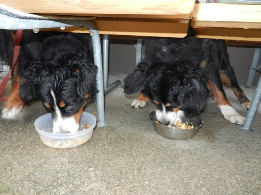 Senta wird 13! Geburtstags-Kaiserschmarrn an der Islitzeralm 