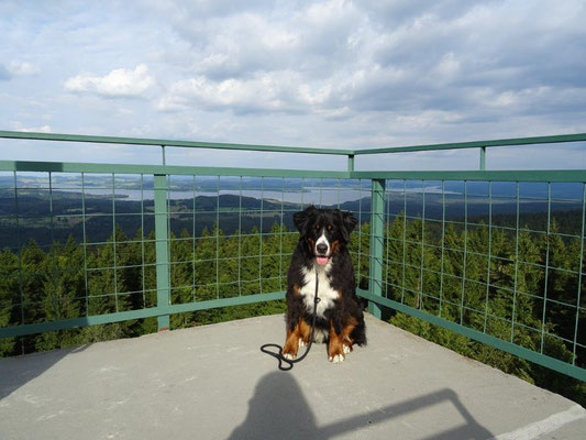 Vom Aussichtsturm Moldaublick hat man einen schönen Ausblick...