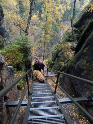 Bonny war anfangs noch etwas verunsichert auf den Gittertreppen, aber sie meisterte dieses Hindernis ganz super