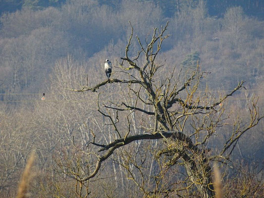 .. für zahlreiche Vogelarten