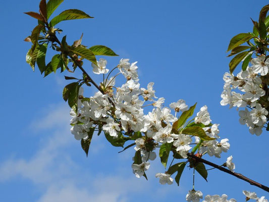 Frühling