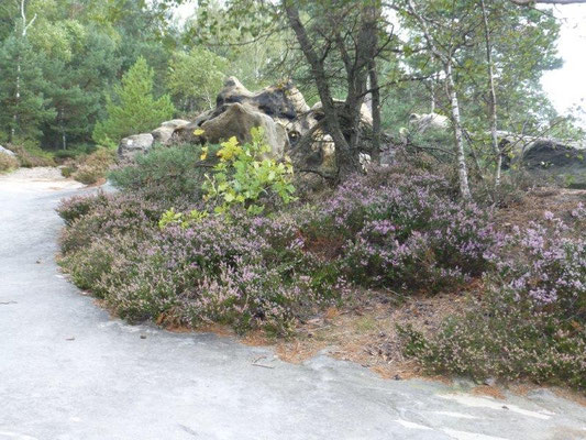 Oben auf den trockenen, sandigen Felsriffen prägen Birken, Kiefern, Heidelbeeren und Erika das Bild