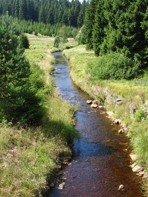 Das Schwarzwassertal bei Kühnhaide