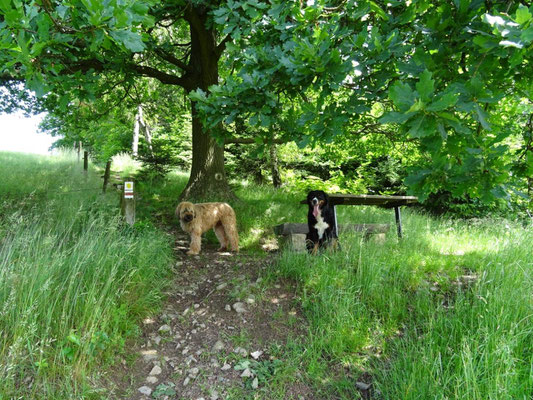 Nepomuk und Vreni haben sich ein kühles Schattenplätzchen gesucht