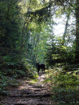 Morgenstimmung im Bielatal