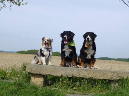 Faye, Vreni und Gusti auf der Ebenheit bei Naundorf