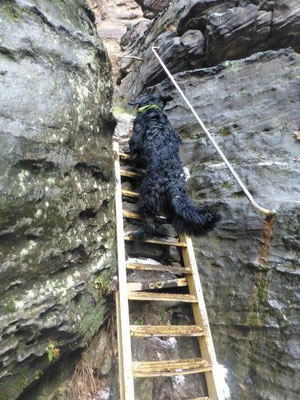 Steile Gittertreppe in der Felsengasse im Bielatal