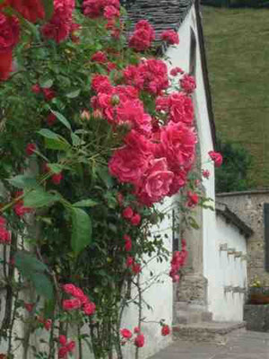 Blumen am Portal der Ramsauer Kirche