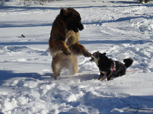 Bonny und Maiko genießen den Schnee