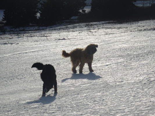 Wintersturm an der Ebertswiese