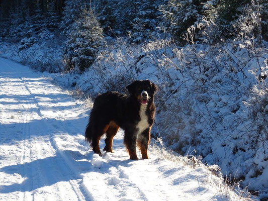 Vreni in der Wintersonne