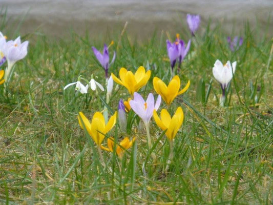 Frühlingserwachen