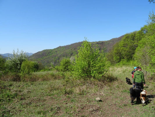 Steppenvegetation im sonnigen Elbtal