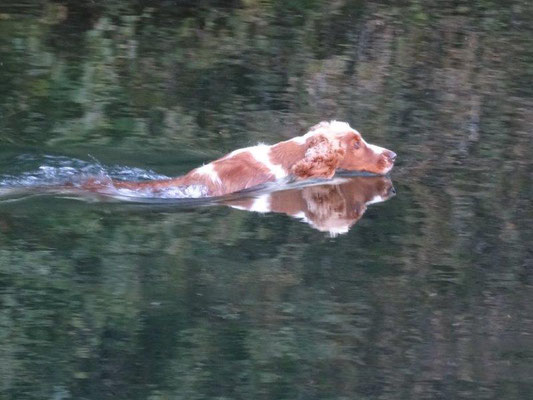 Keks im Haidersee (ja, der Hund heißt wirkich so ^^)