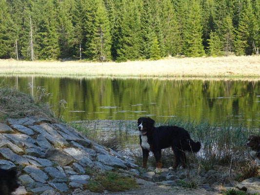 Am Tiefenbacher See