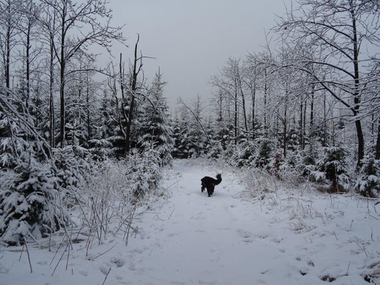 Tief verschneiter Winterwald am Hirtstein