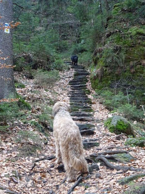 Treppauf - treppab im Bielatal