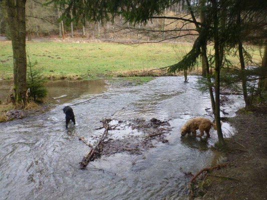 Abkühlung im Schwarzbach