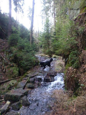 Der Weg verläuft teilweise im Bach ... oder fließt der Bach über den Weg? Das Ergebnis ist das selbe :-)