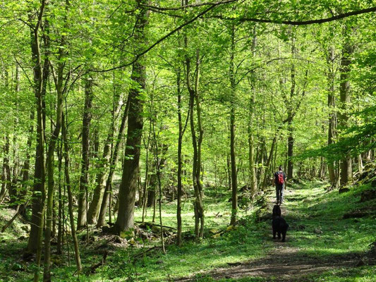 Sattes Grün im Tal des Průčelský potok