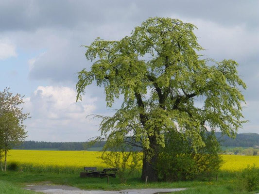 Blühende Rapsfelder bei Lohmen