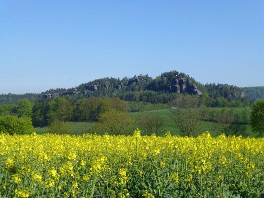 Blühendes Rapsfeld am Rauenstein