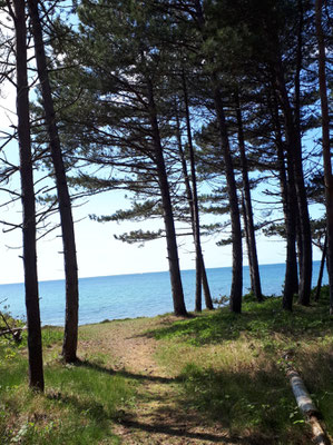 vom Campingplatz nur einige Meter durch den Küstenwald zum Strand