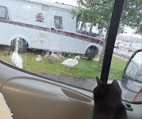 Queeny fand es interessant
