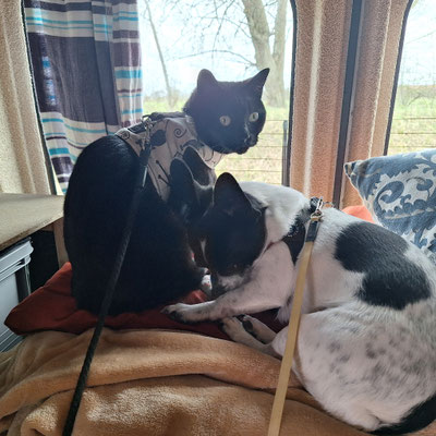 die Fellnasen