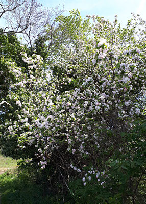 Frühling, alles blüht