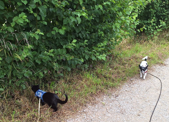 Uferweg am Campingplatz 