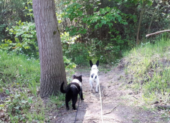 Queeny und Spencer, gemeinsamer Spaziergang im Wald bei Prora