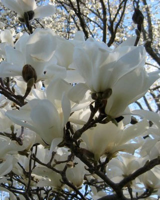Magnolia 'Jade Lamp'